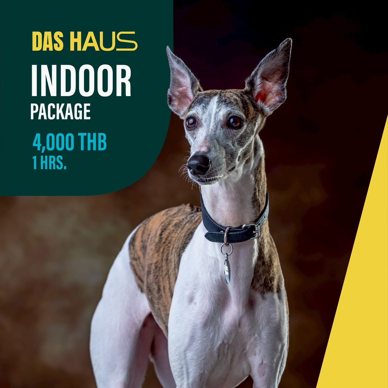 PET Photo Studio Service