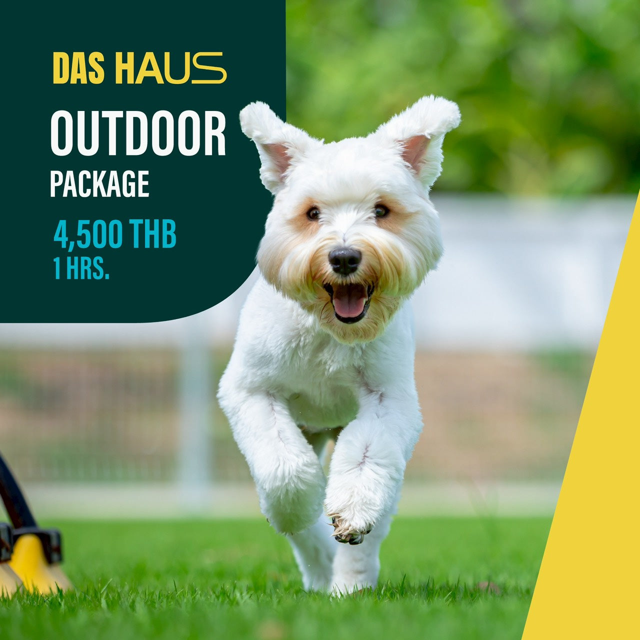 PET Photo Studio Service : Outdoor